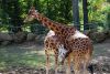 0016_Zoo_dAmneville.JPG