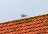 0034_Holland_Internet.JPG